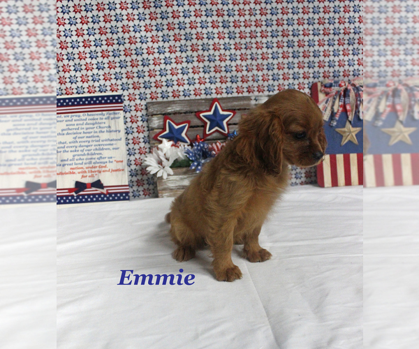 Medium Photo #18 Cavalier King Charles Spaniel Puppy For Sale in CHANUTE, KS, USA