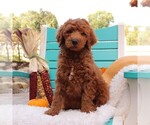 Puppy 5 Goldendoodle