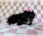 Small #1 Shih-Poo