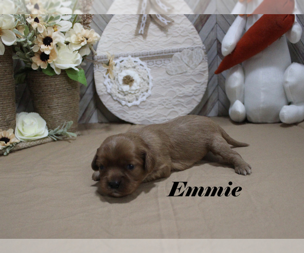 Medium Photo #7 Cavalier King Charles Spaniel Puppy For Sale in CHANUTE, KS, USA