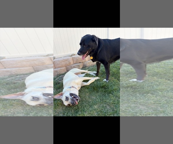 Medium Photo #8 Chihuahua-Unknown Mix Puppy For Sale in La Verne, CA, USA