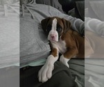 Puppy Annabelle Boxer