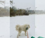 Small #23 Great Pyrenees
