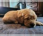 Small Photo #1 Golden Retriever Puppy For Sale in CLARKSTON, MI, USA