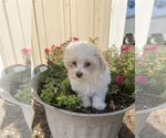 Small #5 Maltese