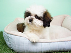 Small Photo #4 Shih Tzu Puppy For Sale in LA MIRADA, CA, USA