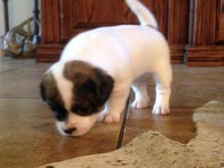 Jack Russell Terrier-Shih Tzu Mix Puppy for sale in ALICE, TX, USA