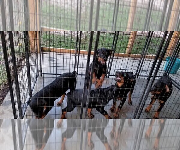 Medium Photo #83 Rottweiler Puppy For Sale in RIEGELWOOD, NC, USA