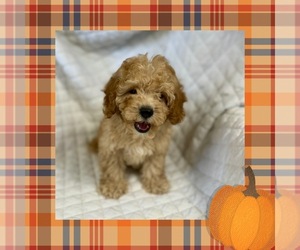 Goldendoodle (Miniature) Puppy for Sale in LOS ANGELES, California USA