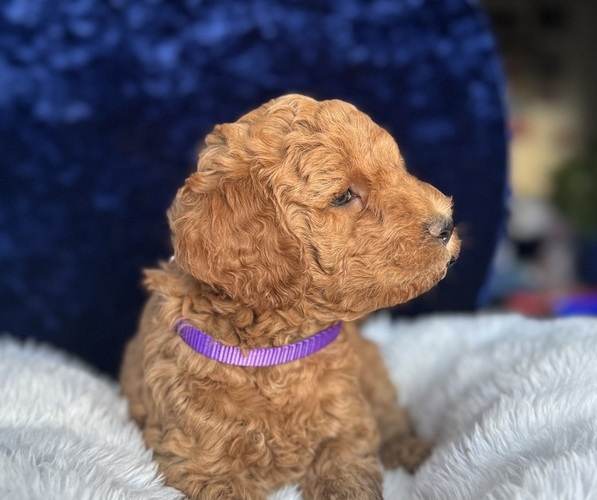Medium Photo #40 Goldendoodle (Miniature) Puppy For Sale in SAN FERNANDO, CA, USA