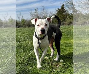 American Pit Bull Terrier-Unknown Mix Dogs for adoption in Germantown, OH, USA