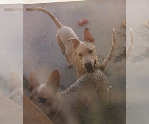 Medium Photo #2 American Staffordshire Terrier-Labrador Retriever Mix Puppy For Sale in Pena Blanca, NM, USA