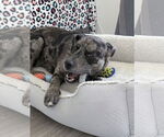 Small #6 Catahoula Leopard Dog