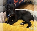 Small #3 Retriever  Mix