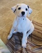Small Photo #22 Dalmatian Puppy For Sale in ASHEBORO, NC, USA