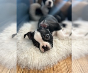 Boston Terrier Puppy for sale in CAMBRIDGE, MN, USA