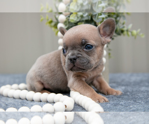Medium Faux Frenchbo Bulldog