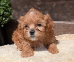 Small Photo #61 Cavapoo (Miniature) Puppy For Sale in GOSHEN, IN, USA