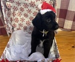 Puppy Puppy 3 Aussiedoodle-Labradoodle Mix