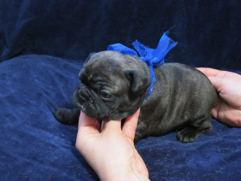 Medium Photo #1 French Bulldog Puppy For Sale in LOCKPORT, IL, USA
