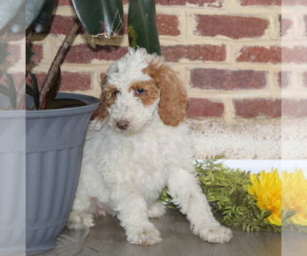 Medium Photo #2 Poodle (Standard) Puppy For Sale in NOTTINGHAM, PA, USA