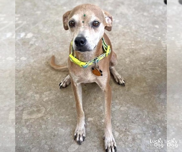 Medium Photo #3 Chihuahua-Unknown Mix Puppy For Sale in Washington, DC, USA