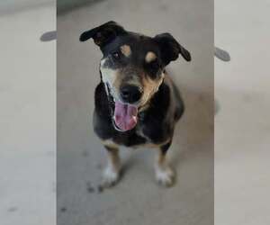 Beagleman Dogs for adoption in Woodsfield, OH, USA