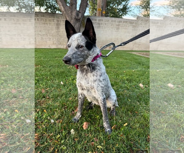 Medium Photo #7 Mutt Puppy For Sale in Sandy, UT, USA