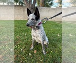 Small Photo #7 Mutt Puppy For Sale in Sandy, UT, USA