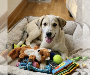 Labrenees Dogs for adoption in Genesee, WI, USA