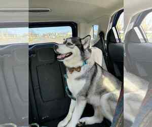 Siberian Husky Dogs for adoption in Marine City, MI, USA