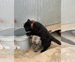 Small Photo #12 Wolf Hybrid Puppy For Sale in LAMAR, CO, USA