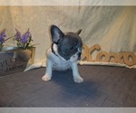 Small Photo #2 French Bulldog Puppy For Sale in PAWTUCKET, RI, USA