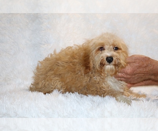 Medium Photo #11 Cockapoo (Miniature) Puppy For Sale in DYERSBURG, TN, USA