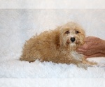 Small #10 Cockapoo (Miniature)