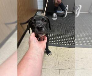 Medium American Pit Bull Terrier-Labrador Retriever Mix