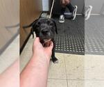 Small American Pit Bull Terrier-Labrador Retriever Mix