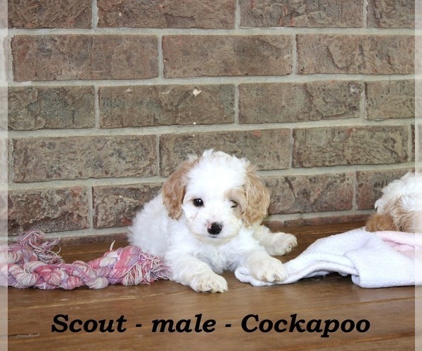 Medium Photo #4 Cock-A-Poo Puppy For Sale in CLARKRANGE, TN, USA