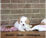 Small #3 Cock-A-Poo