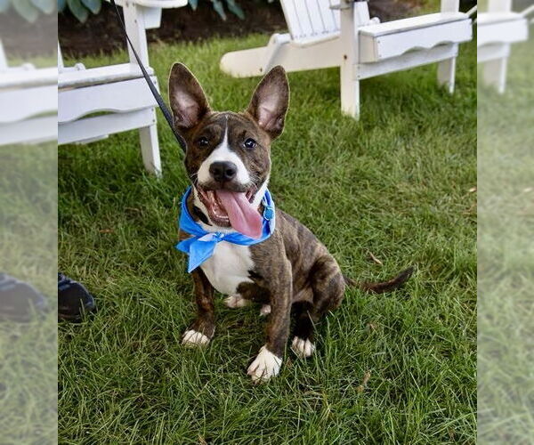 Medium Photo #2 American Pit Bull Terrier-Mountain Cur Mix Puppy For Sale in Oakhurst, NJ, USA