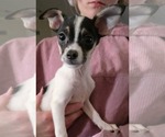 Small #1 Chihuahua