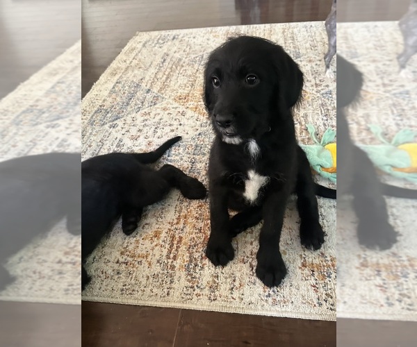 Medium Photo #18 Labradoodle Puppy For Sale in KIRKSVILLE, MO, USA
