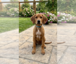 Small #2 Labrador Retriever Mix