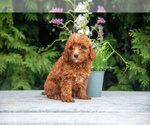 Puppy Vinnie Cavapoo