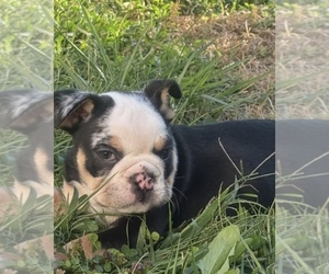 Bulldog Puppy for sale in WILLIAMSPORT, PA, USA