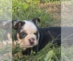 Small Bulldog
