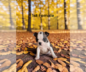 Boston Terrier Puppy for sale in EWING, KY, USA