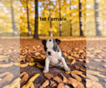 Image preview for Ad Listing. Nickname: AKC USDA