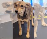 Small Mutt