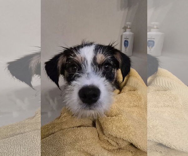 Medium Photo #2 Jack Russell Terrier-Unknown Mix Puppy For Sale in Columbus, IN, USA